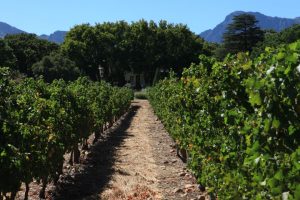 Vineyards with manor house