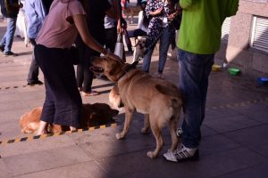 Puppy Love Fest at DLF Place - Saket 3