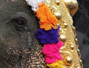 Cruelity on Temple Elephants - Award wining documentary to be screened in Delhi