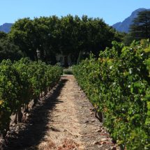 Vineyards with manor house