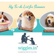 Wiggles India