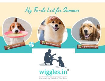 Wiggles India