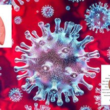 Corona Virus - Covid19 - Kidney - Lungs