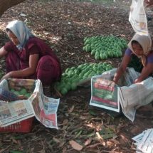 From Farm to Family - Mangoes bring sweetness to farmers lives in Andhra pradesh 3