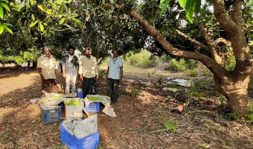 From Farm to Family - Mangoes bring sweetness to farmers lives in Andhra pradesh 5