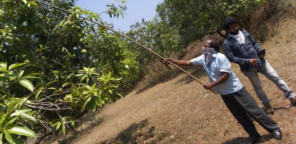 From Farm to Family - Mangoes bring sweetness to farmers lives in Andhra pradesh